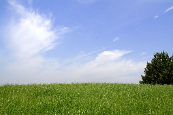 草原と夏の空 青空と木のフリー写真素材 無料画像素材のプロ フォト Yam0080 009