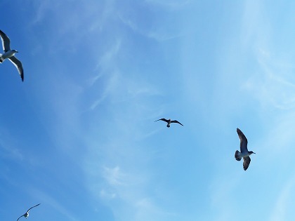 青空 カモメのフリー素材 無料写真素材集 人物 動物 鳥 鳥類 Brd0031 024 ダウンロード 高解像度画像 無料写真素材のプロ フォト