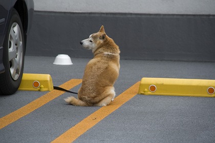 柴犬のフリー素材 無料写真素材集 人物 動物 犬 イヌ Dog0009 009 ダウンロード 高解像度画像 無料写真素材のプロ フォト