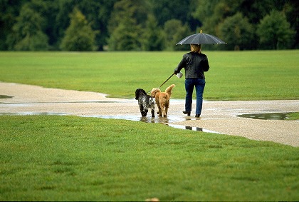 犬と散歩する女性のフリー素材 無料写真素材集 人物 動物 犬 イヌ Dog0136 023 ダウンロード 高解像度画像 無料写真素材のプロ フォト