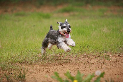 走る犬 シュナウザーのフリー素材 無料写真素材集 人物 動物 犬 イヌ Dog0173 022 ダウンロード 高解像度画像 無料写真素材のプロ フォト