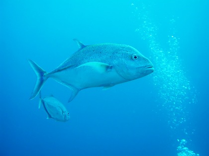 魚 気泡 海中風景のフリー素材 無料写真素材集 Fis0070 024 ダウンロード 高解像度画像 無料写真素材のプロ フォト