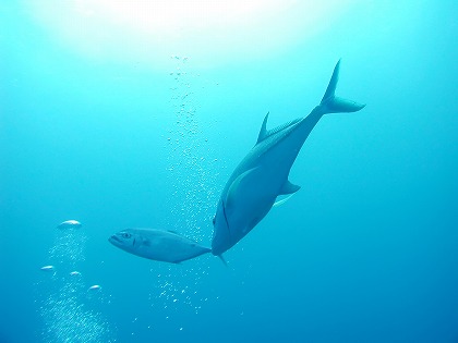 魚 気泡 海面 海中風景のフリー素材 無料写真素材集 トピック 特集 エコロジーイメージ Fis0073 024 ダウンロード 高解像度画像 無料写真 素材のプロ フォト