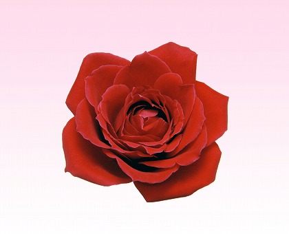 赤い薔薇 バラの花のフリー素材 無料写真素材集 Gft0052 049 ダウンロード 高解像度画像 無料写真素材のプロ フォト