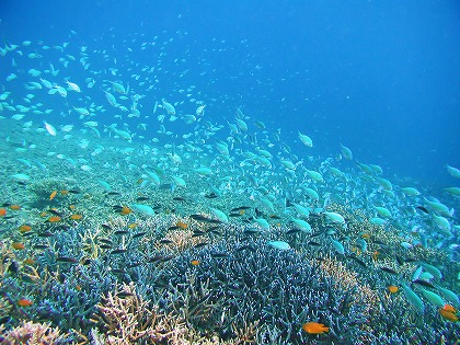 熱帯魚 魚群 サンゴ 海中風景のフリー素材 無料写真素材集 風景 自然 景色 水 水面 水中 Gyo0007 024 ダウンロード 高解像度画像 無料写真素材のプロ フォト