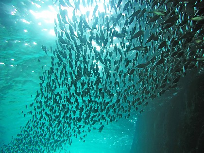 魚の群れ 魚群 海面 海中風景のフリー素材 無料写真素材集 人物 動物 魚 魚群 Gyo0011 024 ダウンロード 高解像度画像 無料写真素材 のプロ フォト