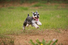 犬 イヌのフリー素材 無料の写真素材 Page1 無料画像素材のプロ フォト