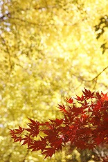 紅葉 黄葉のフリー素材 無料の写真素材 Page1 無料画像素材のプロ フォト
