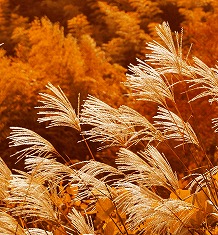 秋のイメージのフリー素材 無料の写真素材 Page1 無料画像素材のプロ フォト