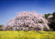 桜 さくらのフリー素材 無料の写真素材 Page1 無料画像素材のプロ フォト