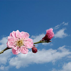 植物 樹木 花のフリー写真素材 無料画像 フリー素材のプロ フォト