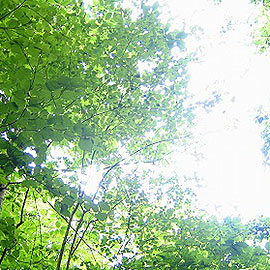 枝 葉のフリー素材 無料の写真素材 Page1 無料画像素材のプロ フォト