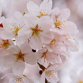植物 樹木 花のフリー写真素材 無料画像 フリー素材のプロ フォト