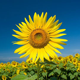 草花 自然花のフリー素材 無料の写真素材 Page1 無料画像素材のプロ フォト