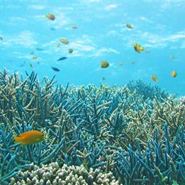 サンゴ・珊瑚礁イメージ